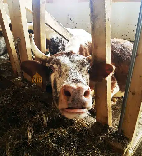 Landbruksbygg og industribygg bygget med tre, betong og kortreiste materialer for varighet i generasjoner